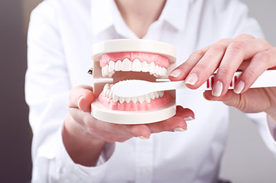 An alternative text description for the image   A person s hand holding a dental model with teeth and gums, demonstrating the use of a dental implant tool.